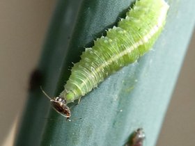 hoverfly-larva-on-onion-leaf-2.jpg