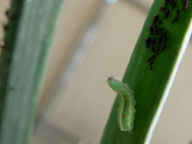 hoverfly-larva-on-onion-leaf-3big.jpg
