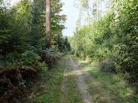 forest-road.jpg