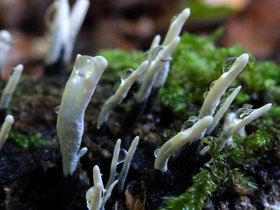 mushroom-dew-2.jpg