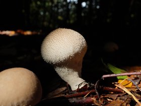 mushroom-into-the-light.jpg