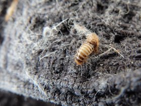 carpet-beetle-larva-on-cotton-towel.jpg